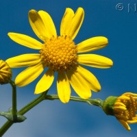 Oxford Ragwort